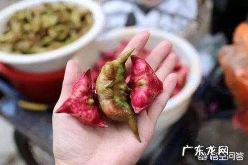 农村有哪些可以吃的野生植物?