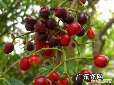 农村有哪些可以吃的野生植物?