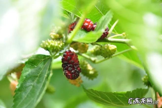 农村有哪些可以吃的野生植物?