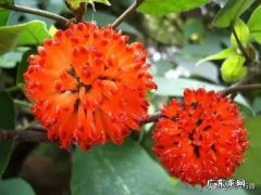 农村有哪些可以吃的野生植物？