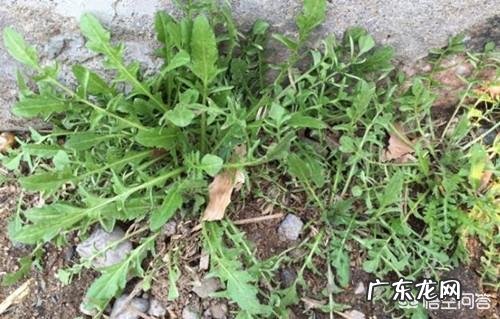 农村有哪些可以吃的野生植物?