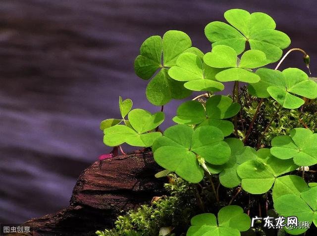 农村有哪些可以吃的野生植物?