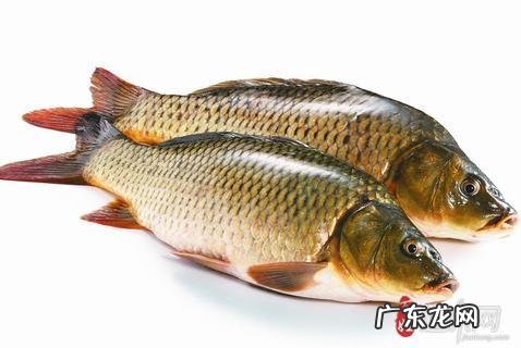 什么是淡菜?为什么淡菜是被忽略的美食?