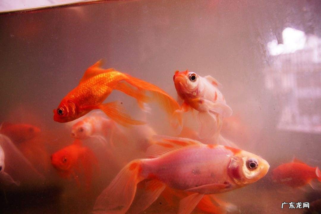 小金鱼怎么养才不会死