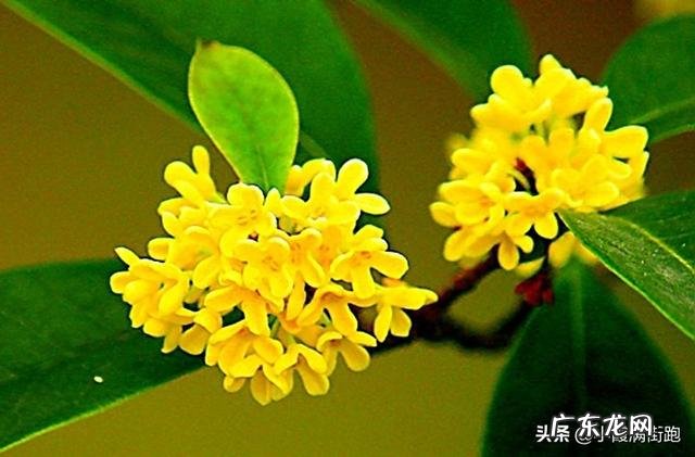 桂花怎么养殖?