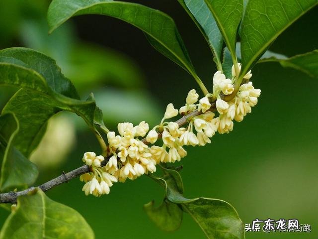 桂花怎么养殖?