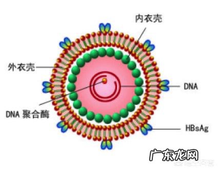+ 乙型肝炎表面抗体测定为阳性是什么意思?