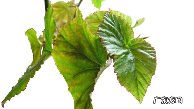 海棠花叶子枯萎怎么办