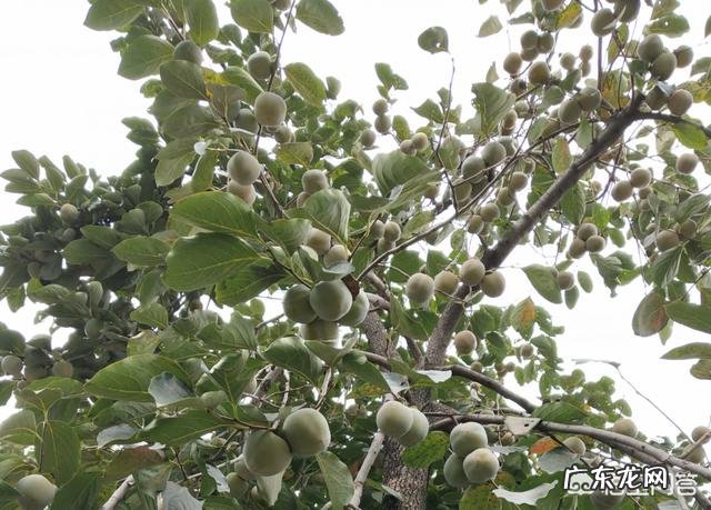 请问柿子树叶变黄是什么病害啊?