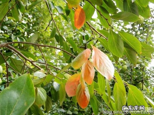 请问柿子树叶变黄是什么病害啊?