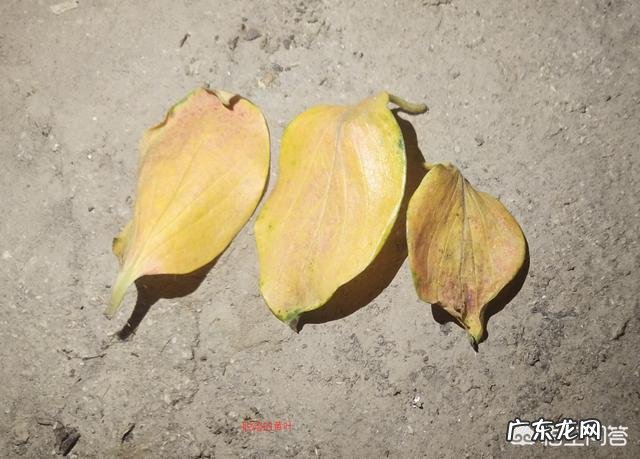 请问柿子树叶变黄是什么病害啊？