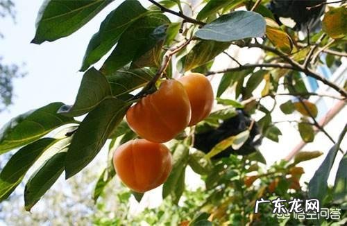 请问柿子树叶变黄是什么病害啊?