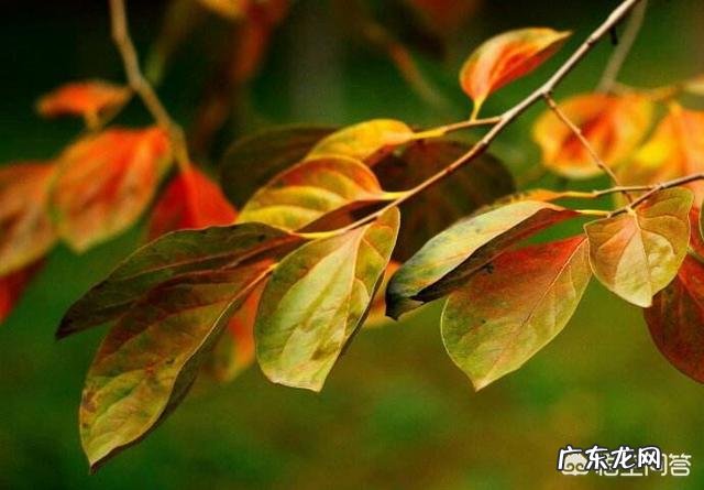 请问柿子树叶变黄是什么病害啊?