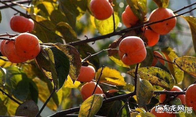 请问柿子树叶变黄是什么病害啊?