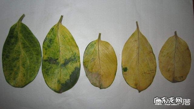 请问柿子树叶变黄是什么病害啊?