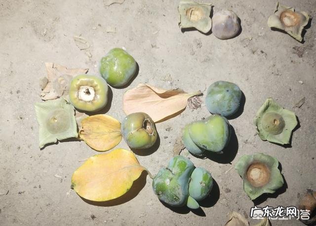 请问柿子树叶变黄是什么病害啊？