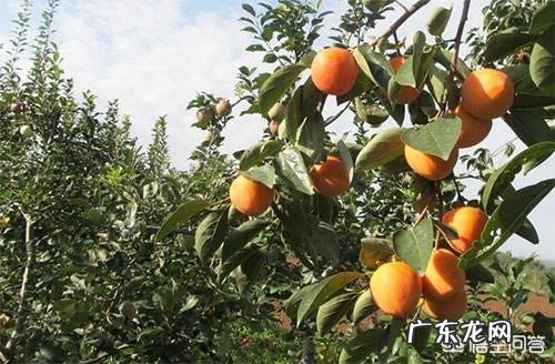 请问柿子树叶变黄是什么病害啊?