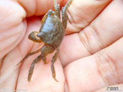 抓小螃蟹的方法大全