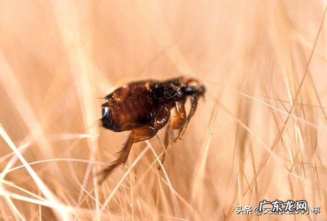 被跳蚤咬了很多包。怎么办？