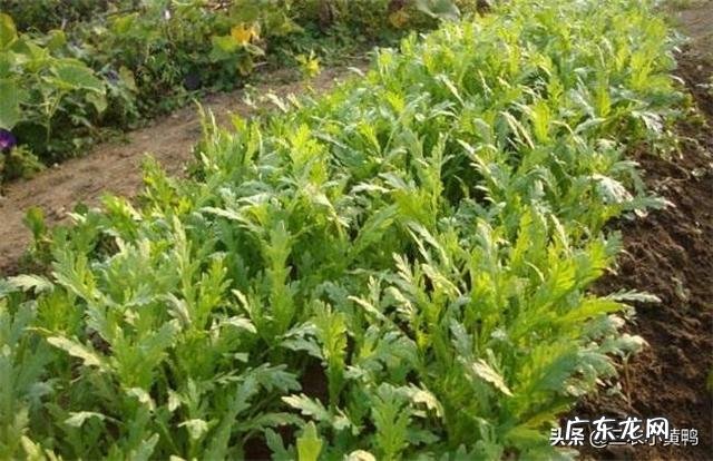 茼蒿现在种植还来得及吗?怎么种?