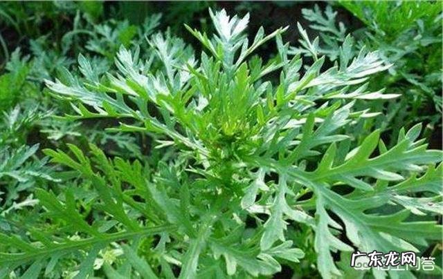 茼蒿现在种植还来得及吗?怎么种?