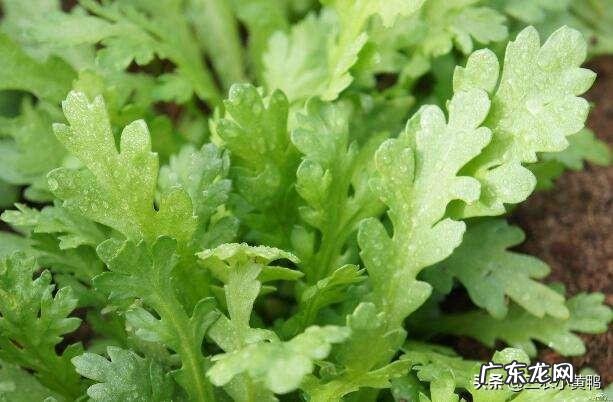 茼蒿现在种植还来得及吗?怎么种?