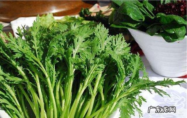 茼蒿现在种植还来得及吗?怎么种?