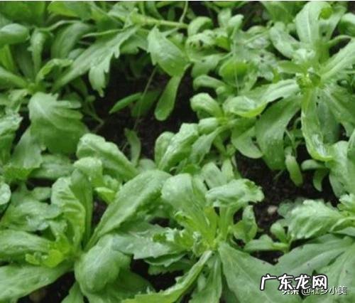 茼蒿现在种植还来得及吗?怎么种?