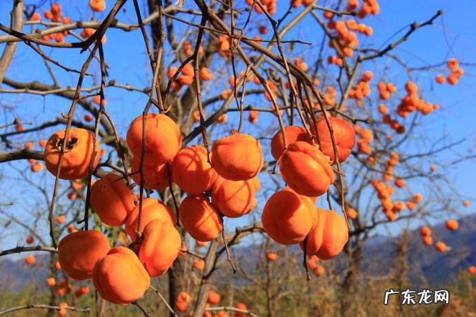 吃柿子能喝酸奶吗