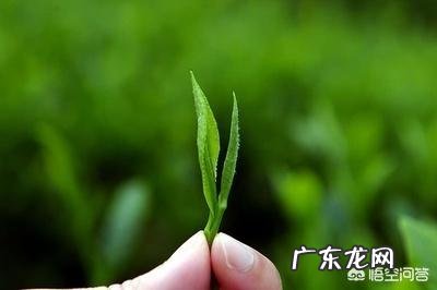 夏天到了,喝什么茶比较好?