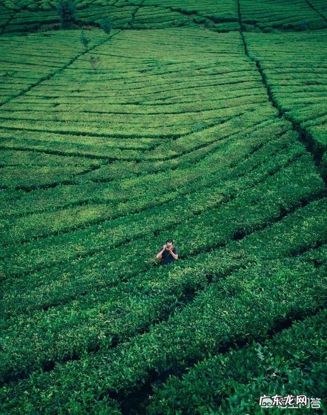 夏天到了,喝什么茶比较好?