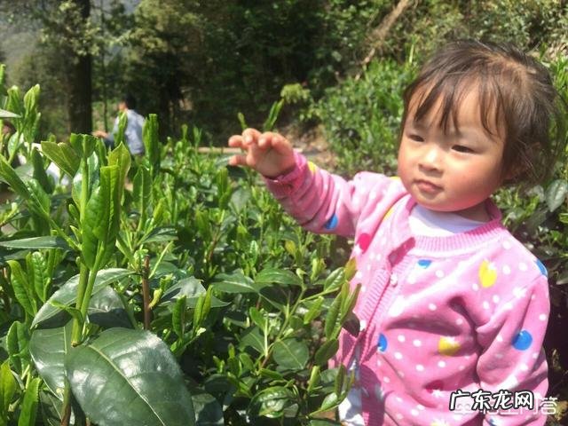 哺乳期能不能喝茶水？