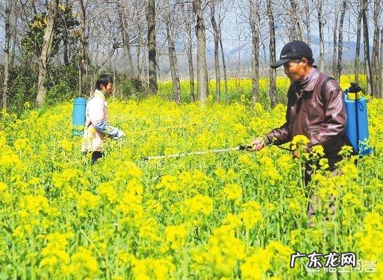 有机配方奶粉好吗?