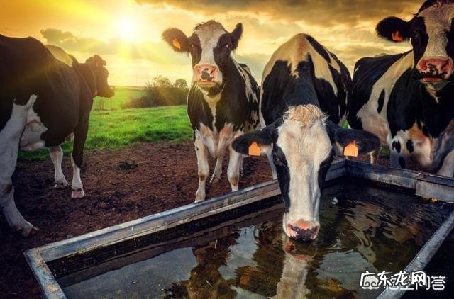 有机配方奶粉好吗?