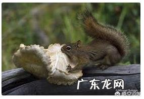 动物会误食毒蘑菇吗?