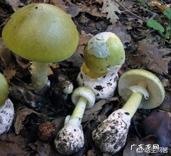 动物会误食毒蘑菇吗？