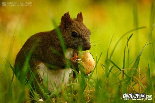 动物会误食毒蘑菇吗？