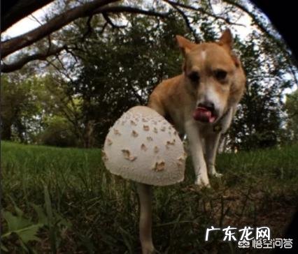 动物会误食毒蘑菇吗？