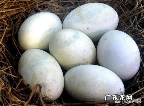 在怀孕时,什么时候吃鹅蛋最好?