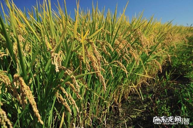 为什么东北可以产大米?