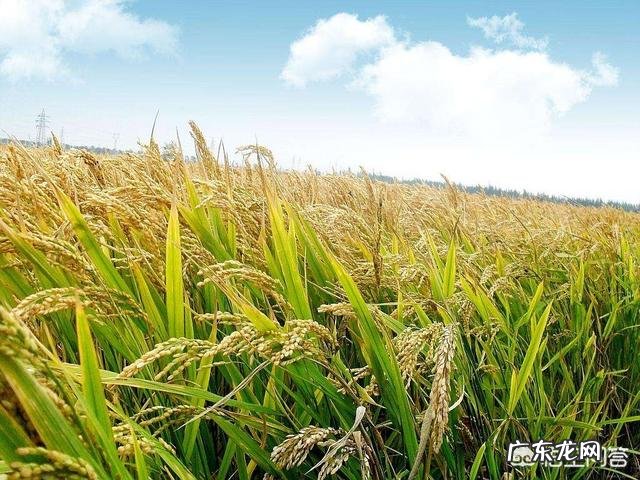 为什么东北可以产大米?