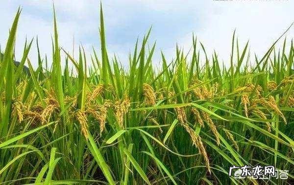 为什么东北可以产大米？