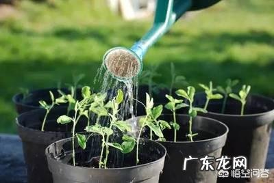 如何判断隔夜茶能不能喝？