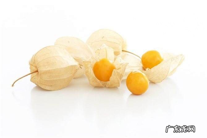 灯笼果的繁殖方法