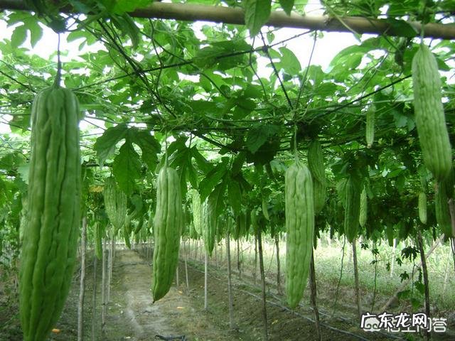 苦瓜茶的功效与作用有哪些，真的可以降血糖吗？