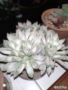 人和动物都有白化病，植物有没有呢？如果有，是由什么引起的？