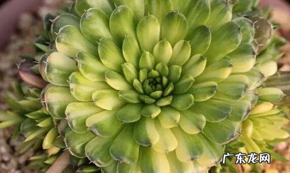 人和动物都有白化病,植物有没有呢?如果有,是由什么引起的?