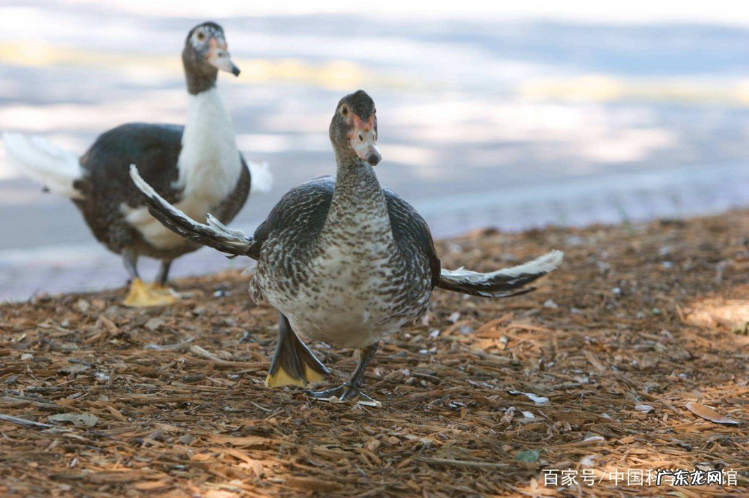 最快的喂鸭子方法