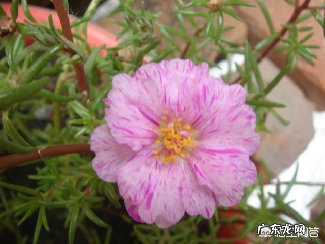 你见过最冷漠的夫妻关系是啥样?