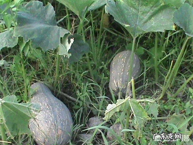 早餐喝什么粥养胃，怎么做？